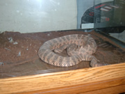 Allstate Animal Control photo snake in aquarium